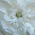 Biela - Centifolia ruža - Madame Hardy